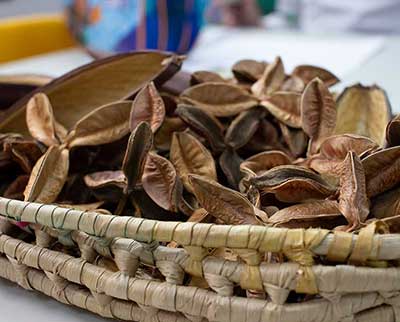 Fragmentos naturais para atividades - Ensino Fundamental Uniepre