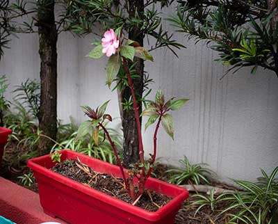 Parques - Escola Uniepre